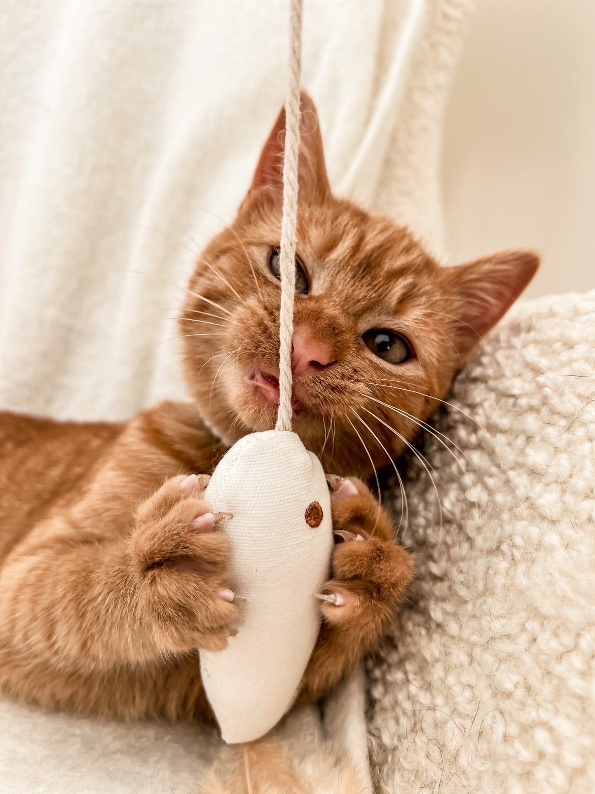 Jouet Poisson Doré avec herbe à chat